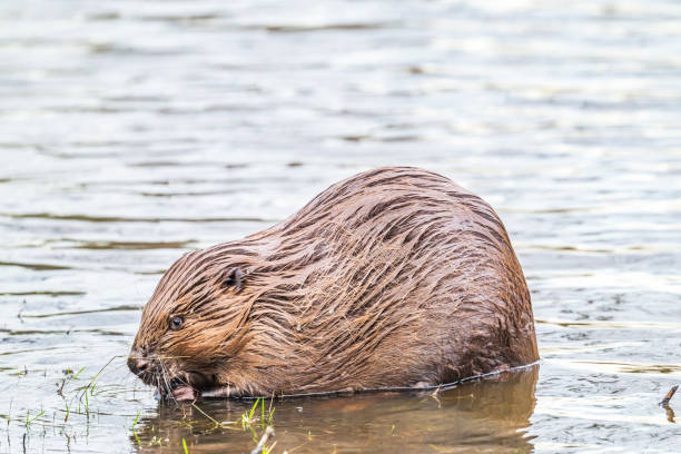 istock Beaver in the wild feeding and cleaing its fur 2197569860