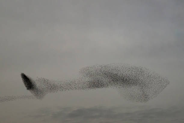 istock Starling murmuration during sunset at the end of the day 2197569872