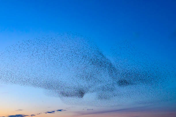 istock Starling murmuration during sunset at the end of the day 2197569882