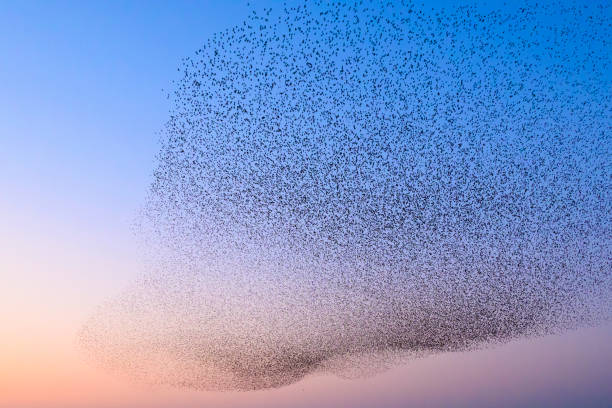 istock Starling murmuration during sunset at the end of the day 2197569902