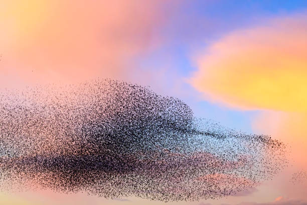 istock Starling murmuration during sunset at the end of the day 2197569926