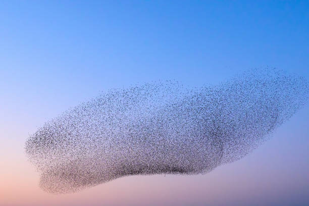 istock Starling murmuration during sunset at the end of the day 2197569930