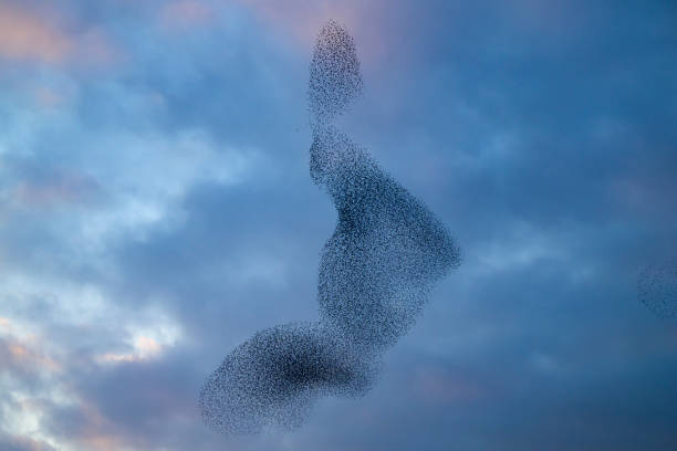 istock Starling murmuration during sunset at the end of the day 2197569934