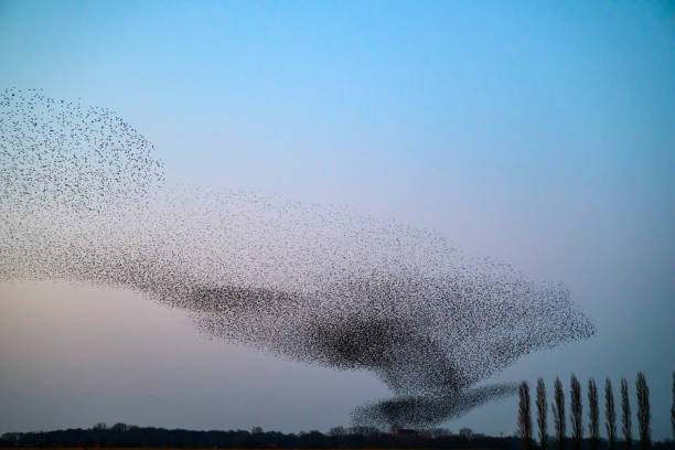 istock Starling murmuration during sunset at the end of the day 2197569943