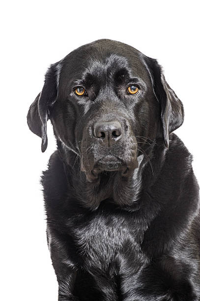 istock Black dog. Labrador Retriever isolate on a white background. Pet. 2197569964