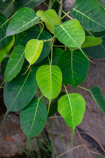 istock Close up of Sacred Fig Tree's leaves, Pipal Tree, Bohhi Tree, Bo Tree, Peepul. (Ficus religiosa L.) 2197570815