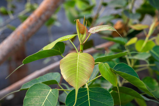 istock Close up of Sacred Fig Tree's leaves, Pipal Tree, Bohhi Tree, Bo Tree, Peepul. (Ficus religiosa L.) 2197570871