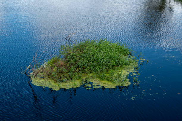 Floating vegetation-covered island on a blue lake with ripple patterns on the water's surface
