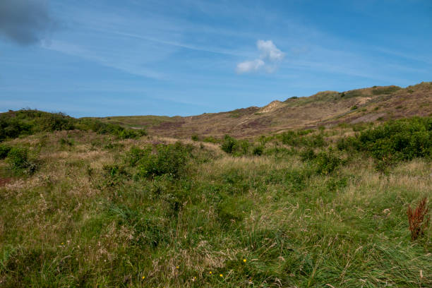 A peaceful natural area featuring green plants and heather , , and a vivid blue sky with clouds, ideal for relaxatioNationaal park Thy in denmark