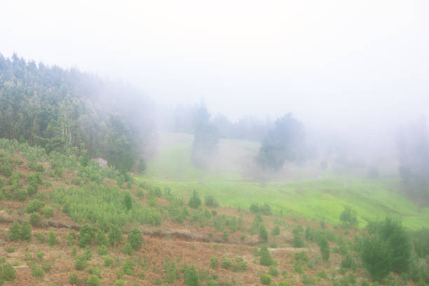 Foggy landscape with green vegetation, including a forested area and grassy area. The fog creates a serene and mysterious atmosphere, partially obscuring trees growing on the hill
