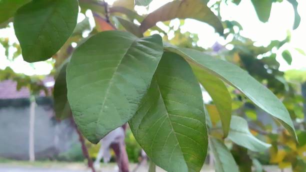 istock Guava Leaves with green fresh color 2197572099