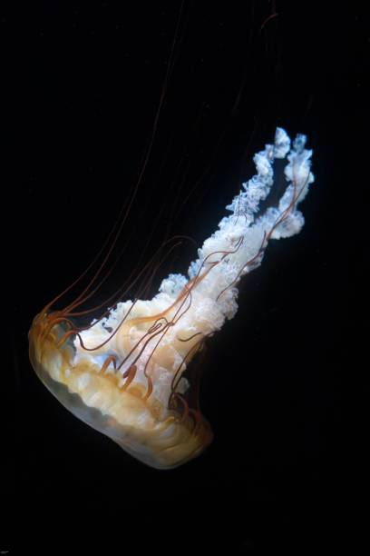 istock Mesmerizing jellyfish gracefully floating in dark ocean waters, showcasing its delicate tentacles 2197572515