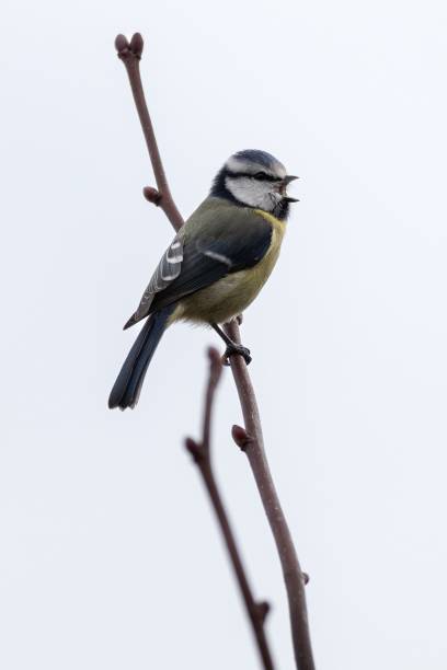 istock Blue tit perched on a bare branch against a clear sky, showcasing its vibrant plumage 2197572566
