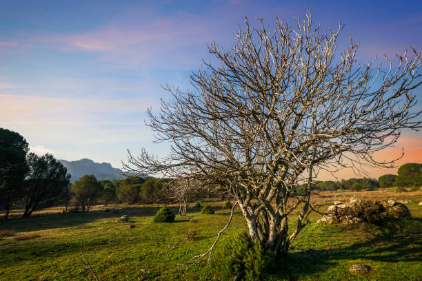 Fig tree on the green grass, pines and Muniana Cliff on the background. Madrid.