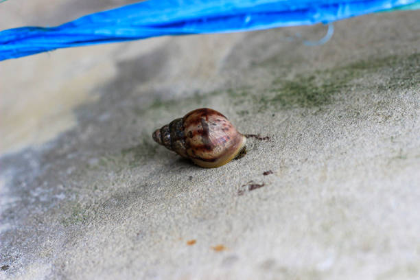 Helix pomatia Helicidae Roman Snail. Digitally Enhanced Photograph.