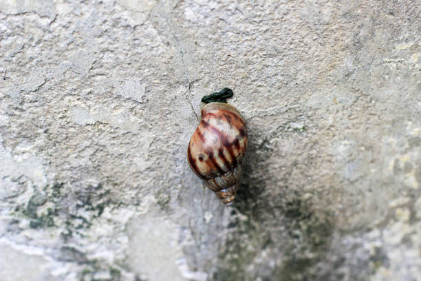 istock A small brown snail or Lissachatina fulica 2197573162