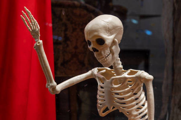 A cheerful skeleton model raising its arm in a gesture, set against a red curtain and dark, moody background. Perfect for anatomy, Halloween, or artistic themes