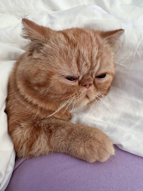 istock Red exotic shorthair cat resting on a purple blanket under white bedding, looking relaxed and sleepy. 2197574963
