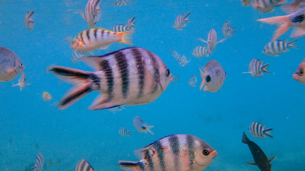 istock Tropical Fish, Sergeant Major Fish, Swimming in the Caribbean Sea 2197575437