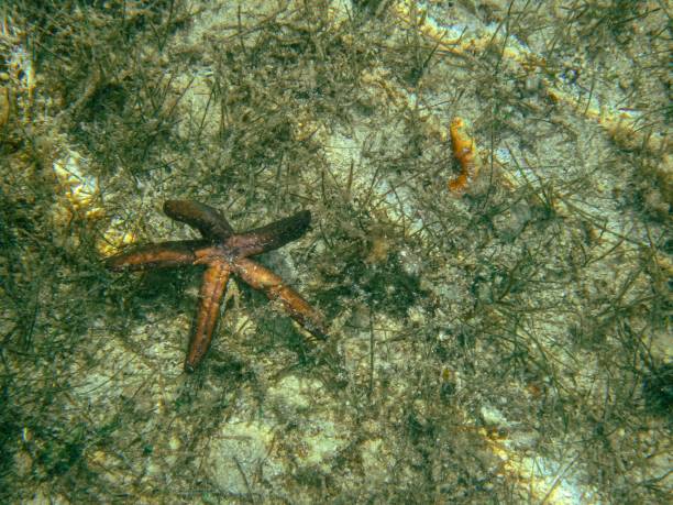 istock Starfish in Coral Reef, Caribbean Sea 2197576746