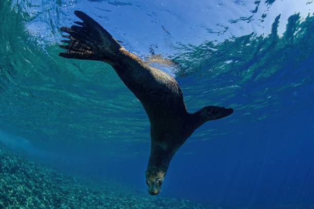 istock Sea lion in La Reina reef (sea of Cortez) Mexico 2197576783