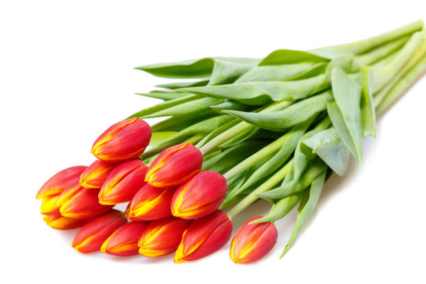 istock Bouquet of red tulips 2197576893