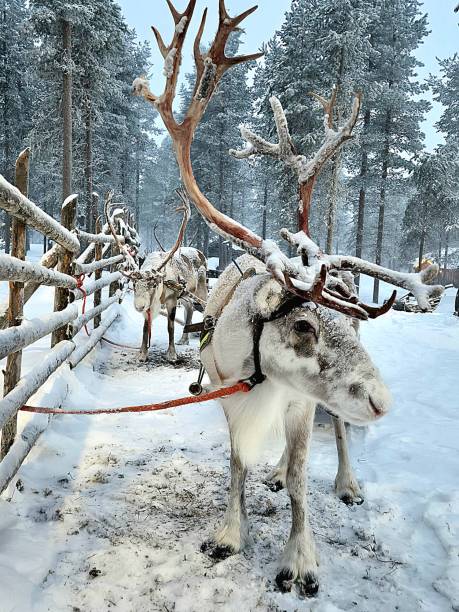 istock Lapland reindeer ready for sleigh ride. 2197578558