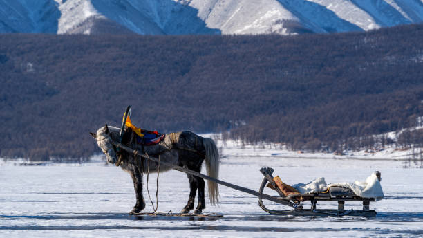 Horse-Drawn Sled on Frozen Lake A traditional horse-drawn sled on the icy surface of Khuvsgul Lake in Mongolia, set against the backdrop of snow-covered mountains and forests. covered wagon horse cart snow winter stock pictures, royalty-free photos & images