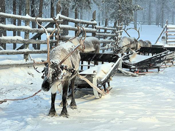 istock Lapland reindeers ready for sleigh ride. 2197578565