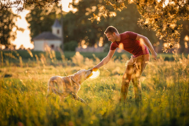 istock Man throwing disc to his dog in meadow on summer day 2197578865