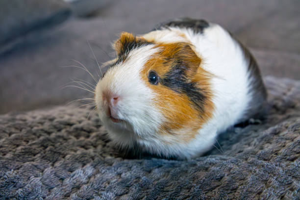 istock guinea pig, pet sitting on pillow and sofa. animal while resting at home 2197578935