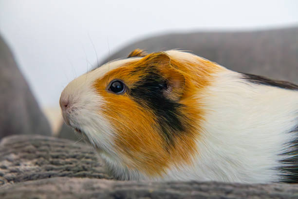 guinea pig, animal sitting on pillow and sofa. pet while resting at home