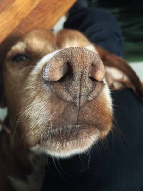 istock Close up dog snout. 2197580110