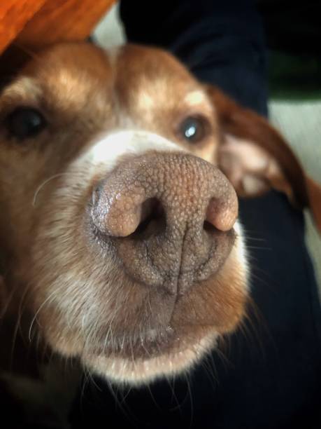 istock Close up dog snout. 2197580113