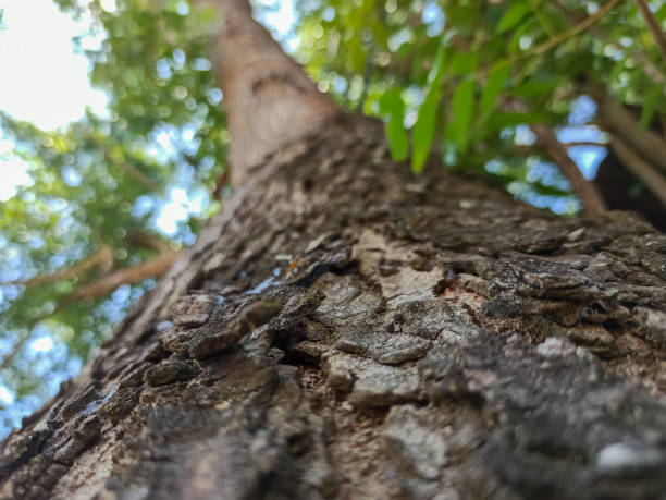 The close-up of the bark, combined with the artistic bokeh, emphasizes the natural beauty of the wood's texture.