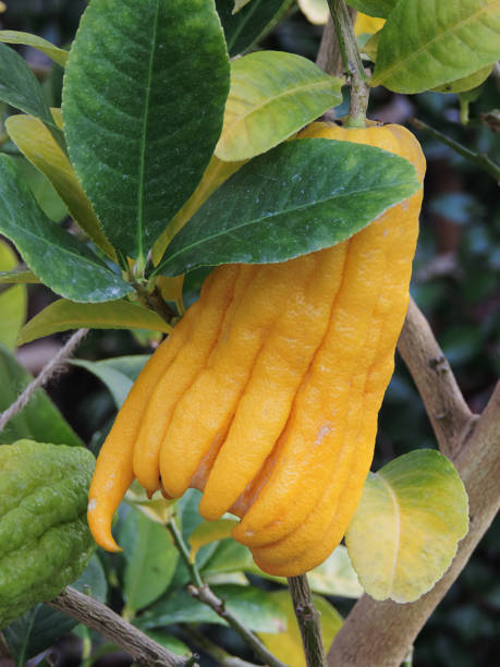 istock Planting Buddha's Hand fruit or Fingered Citron tree in Japan. 2197581099