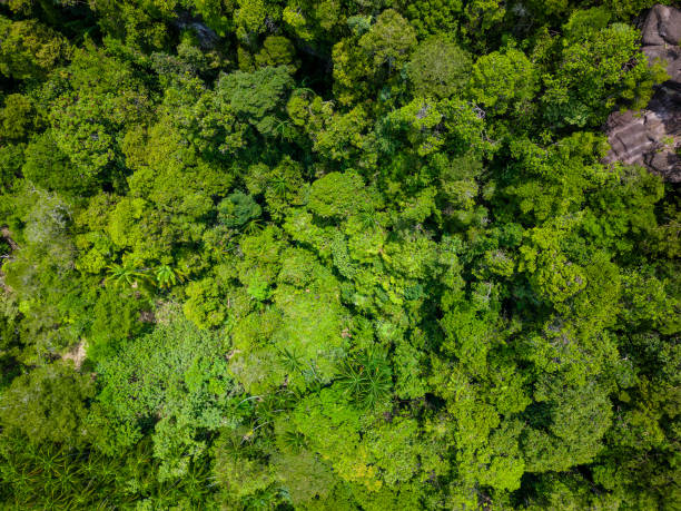 istock Birds eye view of dense tropical rainforest in Borneo 2197582971
