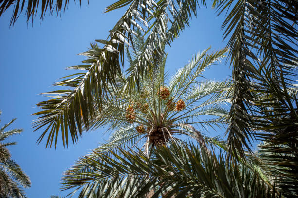 istock Green Dates Palm Tree (Phoenix dactylifera L) with blue sky background. Natural wallpaper 2197583429