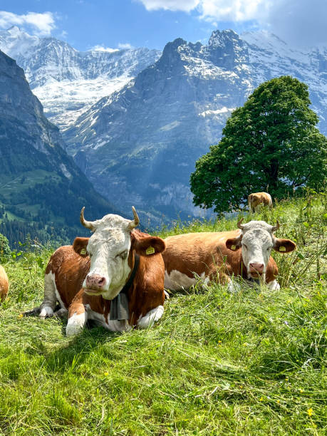 istock Cow in The Alps 2197584741