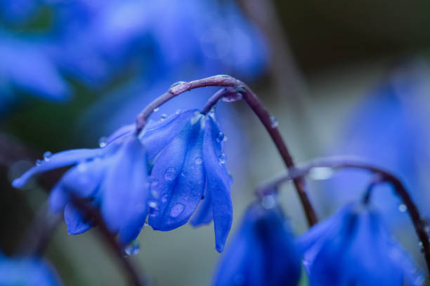 Blooming plant Scilla Siberica  covered with water drops in the spring
