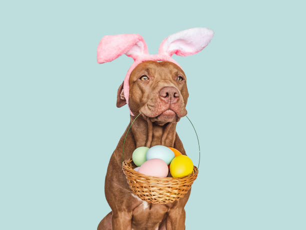 istock Lovable, pretty puppy and a basket of Easter eggs 2197586713