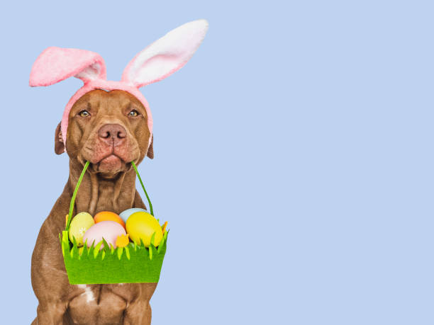 istock Lovable, pretty puppy and a basket of Easter eggs 2197586757