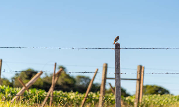 istock Pampas Biome Birds on Barbed Wire Fence. 2197588534