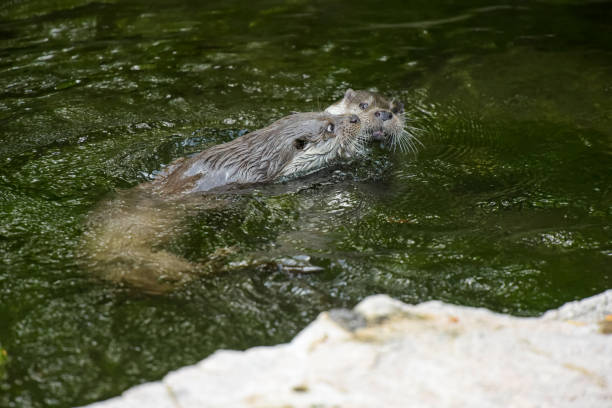 istock View on a couple of otters fighting in a watercourse 2197589420