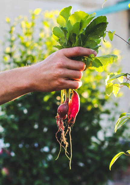istock bunch of radishes in hands 2197589534