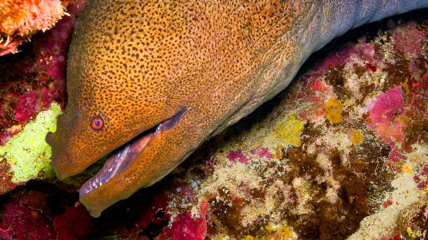 istock Giant moray, Red Sea 2197589840