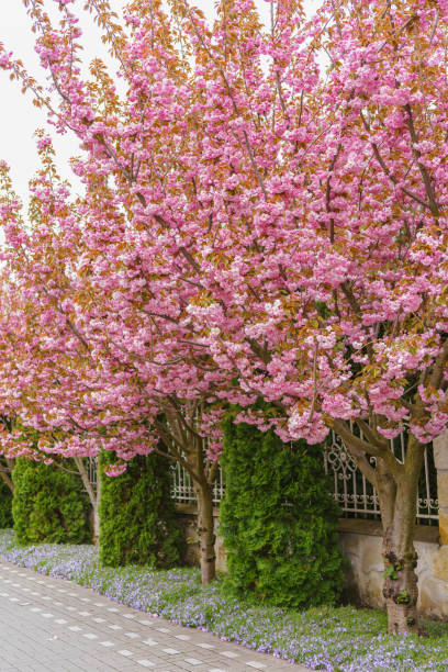 istock Beautiful cherry blossom trees lining peaceful pathway in springtime, street decor, landscape design 2197589935