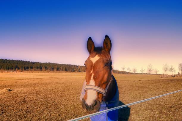 Spring on the horse farm in the Thuringian Forest