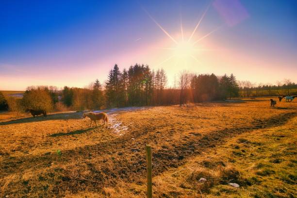 Spring on the horse farm in the Thuringian Forest