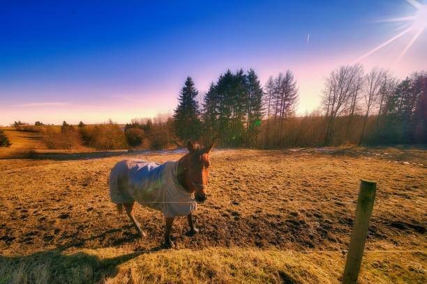 Spring on the horse farm in the Thuringian Forest